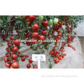 High Quality Oval Shape Pink Cherry Tomato Seeds For Growing-Good Wish